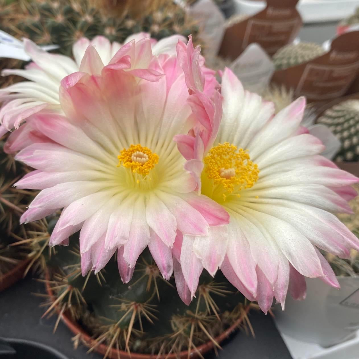 Notocactus x subluteus (submammulosus x roseoluteus)