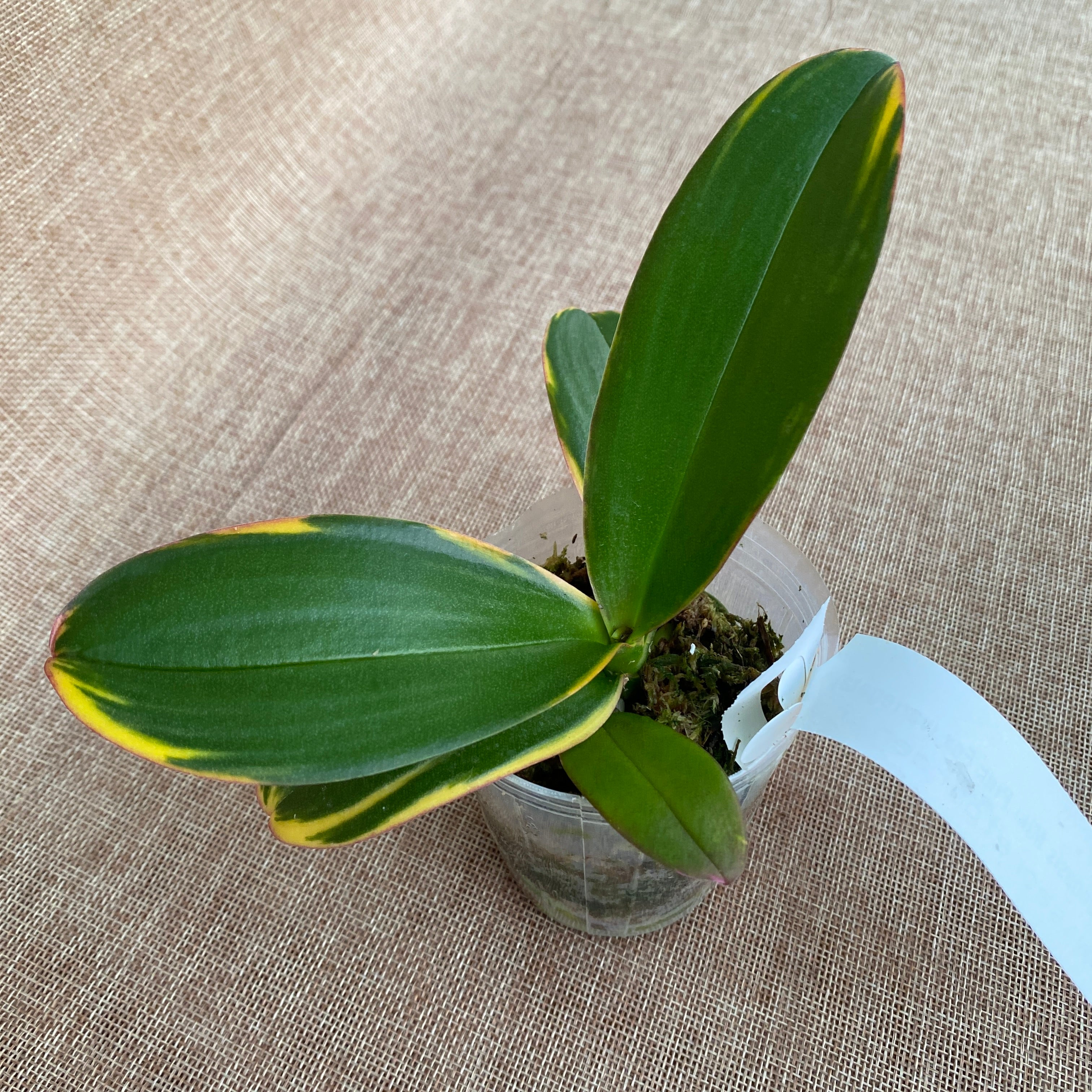 Phalaenopsis Miki Pink Fox (varié)