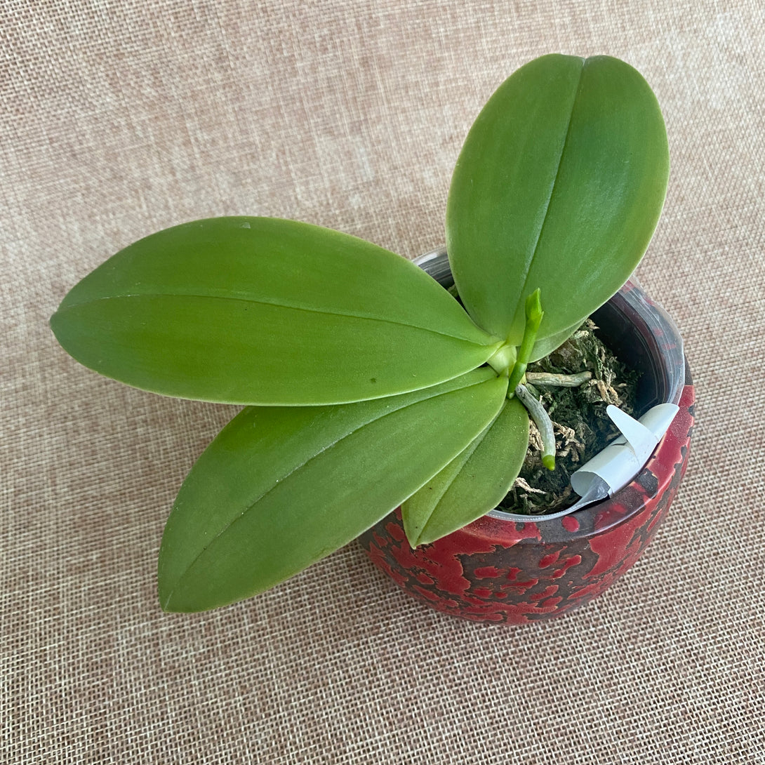 Phalaenopsis bellina 'Fire'