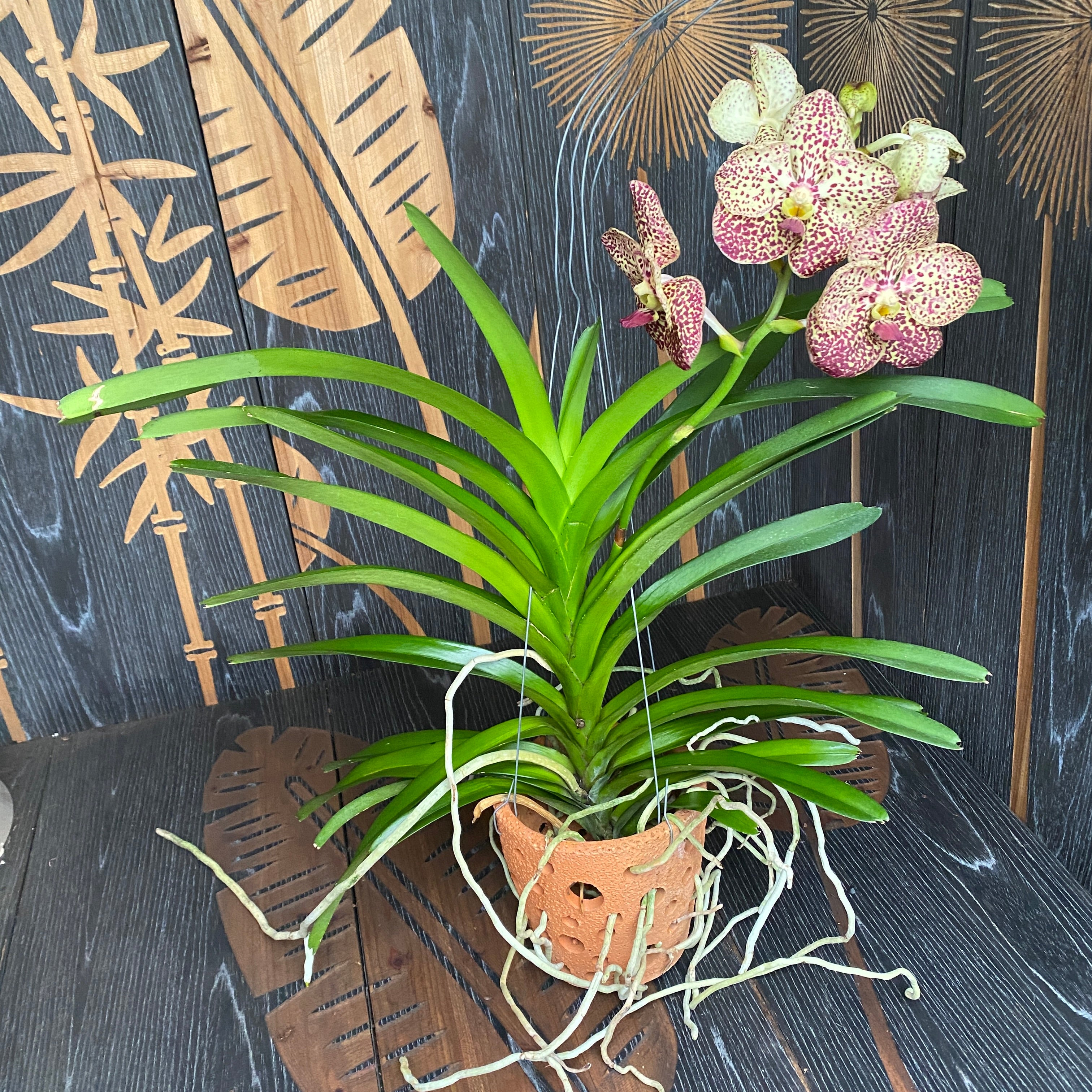 Vanda SUNANDA Ocelot Sienna (ANSU)