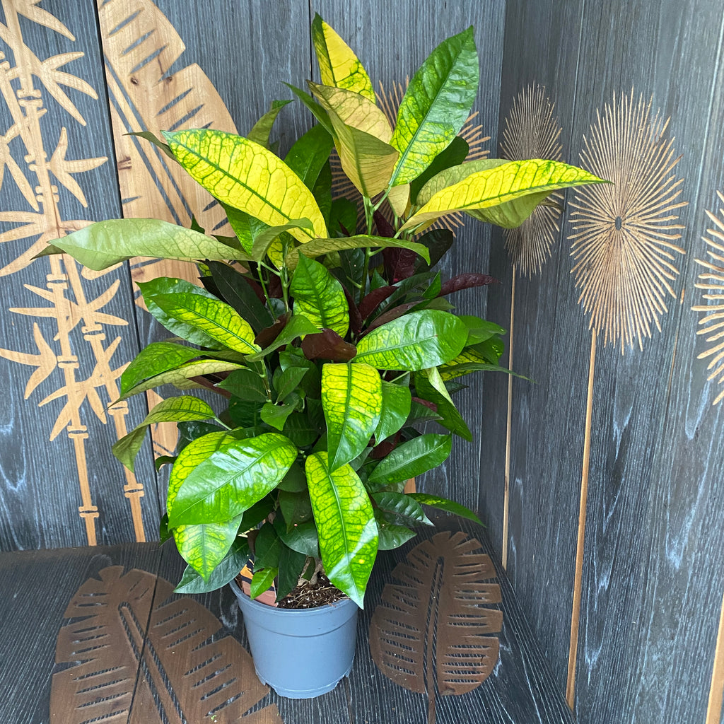Croton Codiaeum variegatum 'Mrs Iceton'