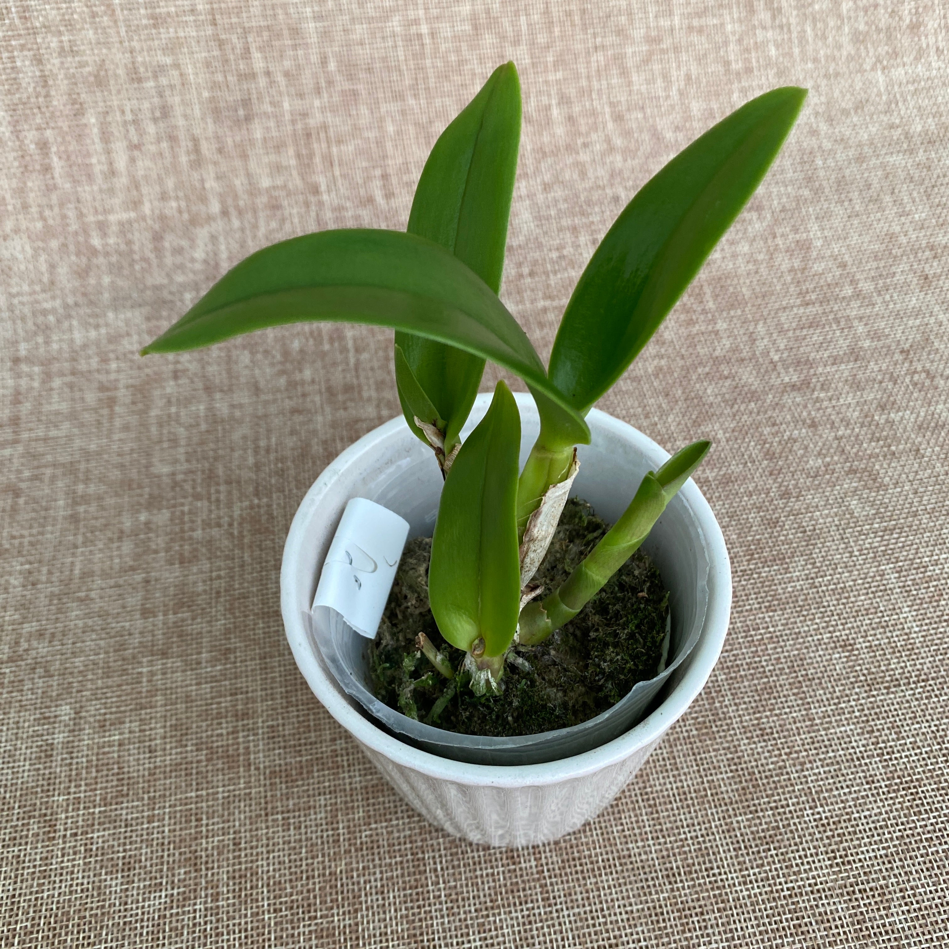 Rth. Shinfong Little Sun 'Youngmin Golden Boy' - parfumat