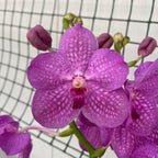 Vanda KANCHANA Magic Pink