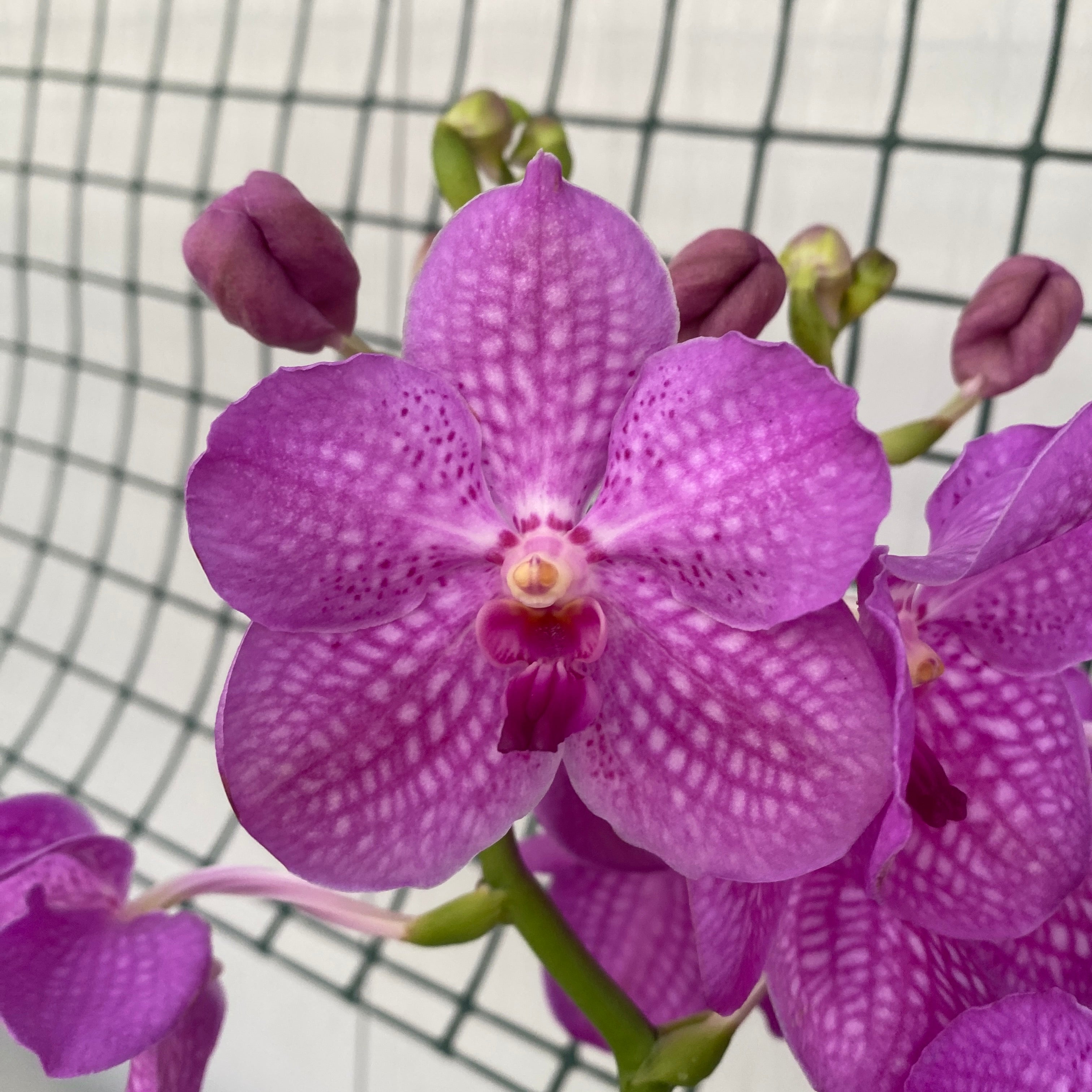 Vanda KANCHANA Magic Pink