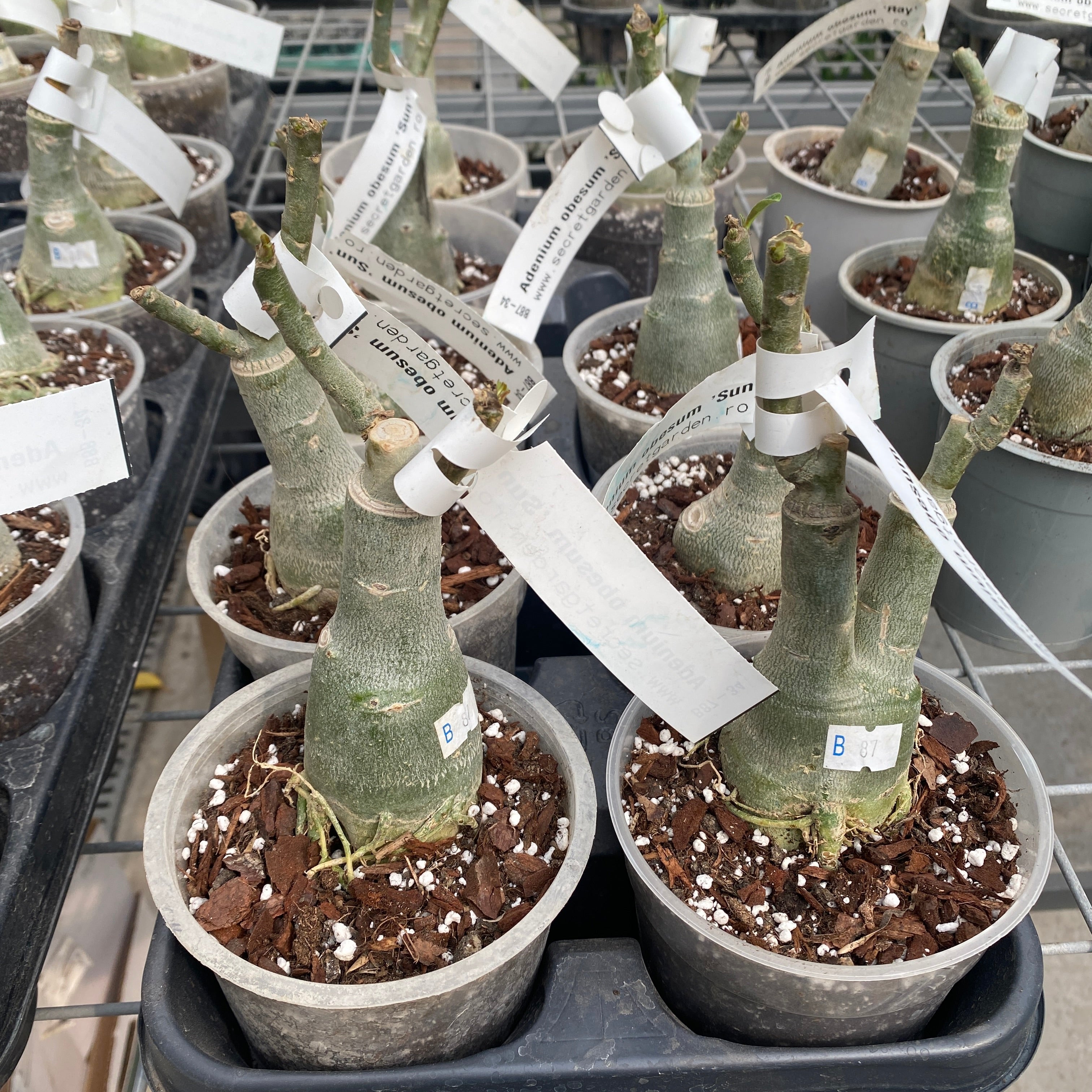 Adenium obesum 'Sun'