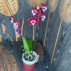 Phalaenopsis Allura Santa Claus (veľké pysky)