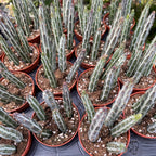 Senecio stapeliiformis (Pickle Plant) – planta suculenta sculpturala