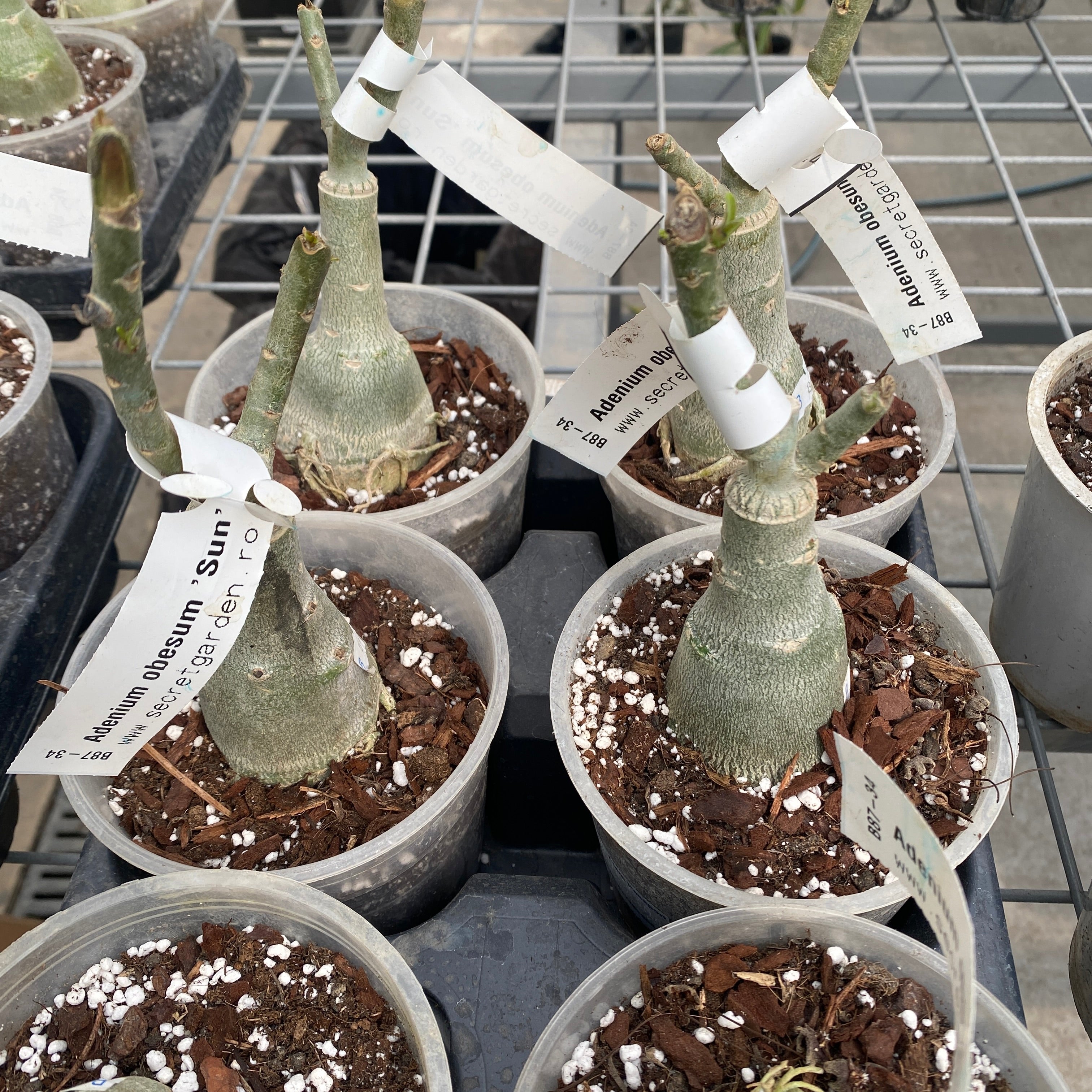 Adenium obesum 'Sun'