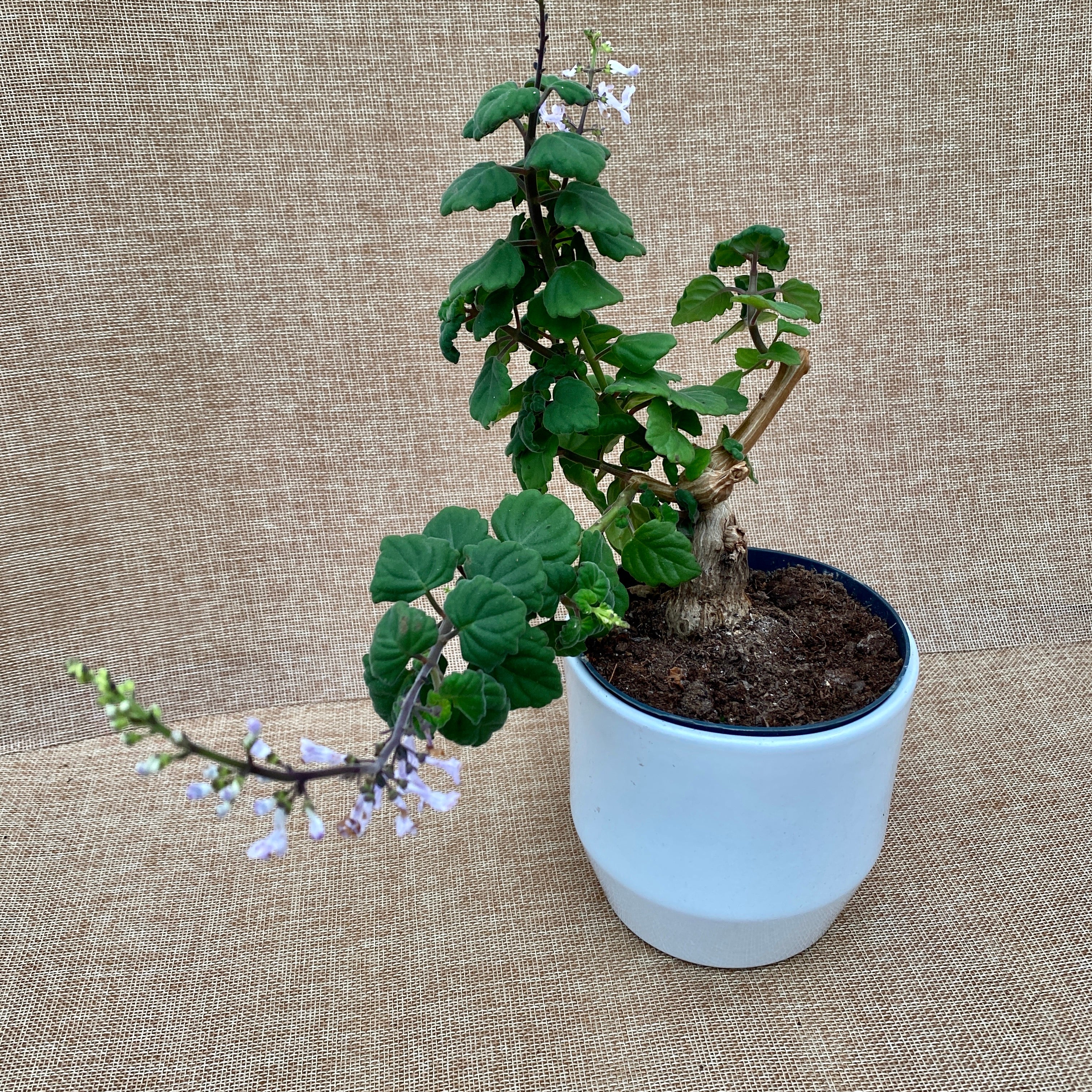 Plectranthus ernstii ('Bonsai Mint') - frunze parfumate