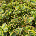 Crassula sarmentosa variegata