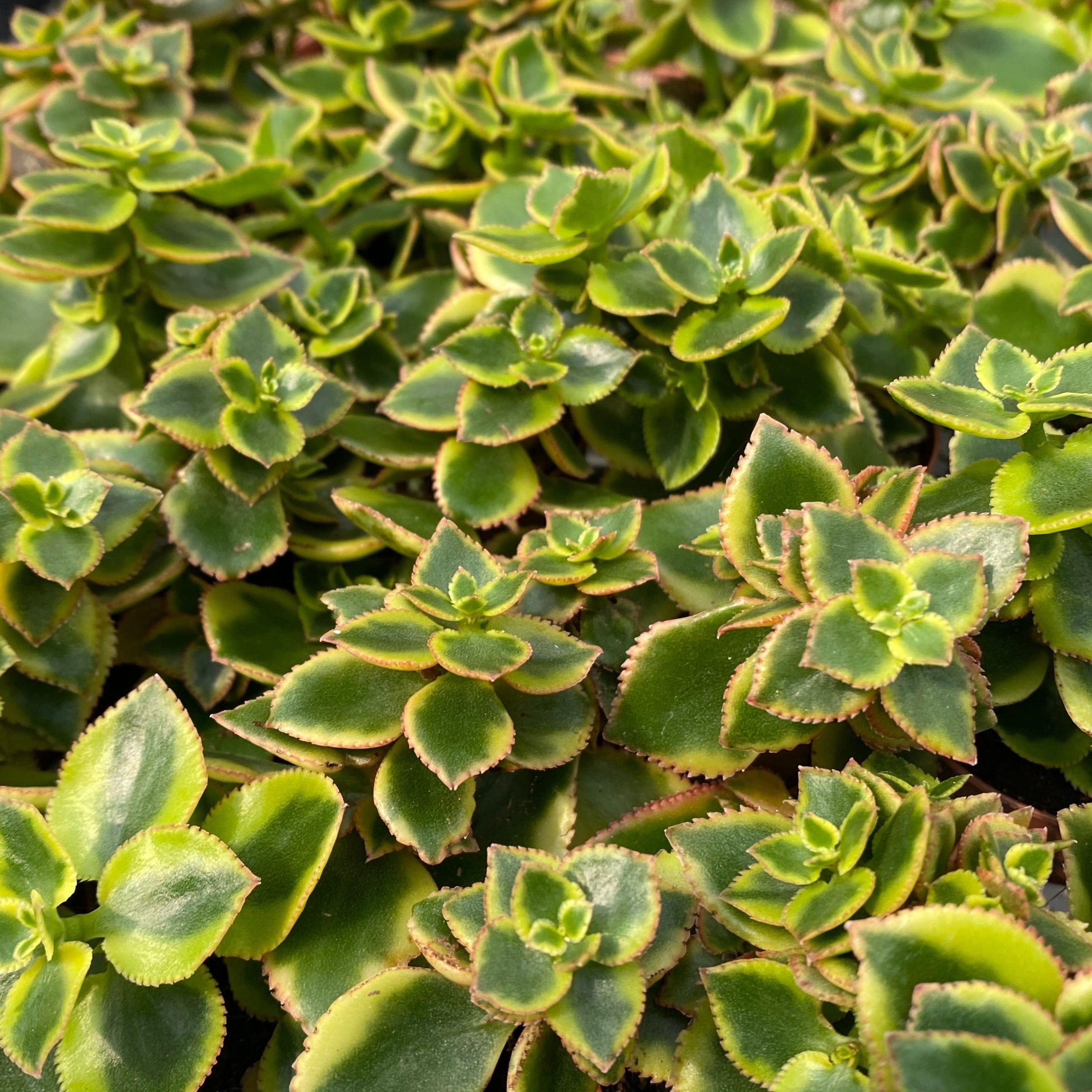 Crassula sarmentosa variegata
