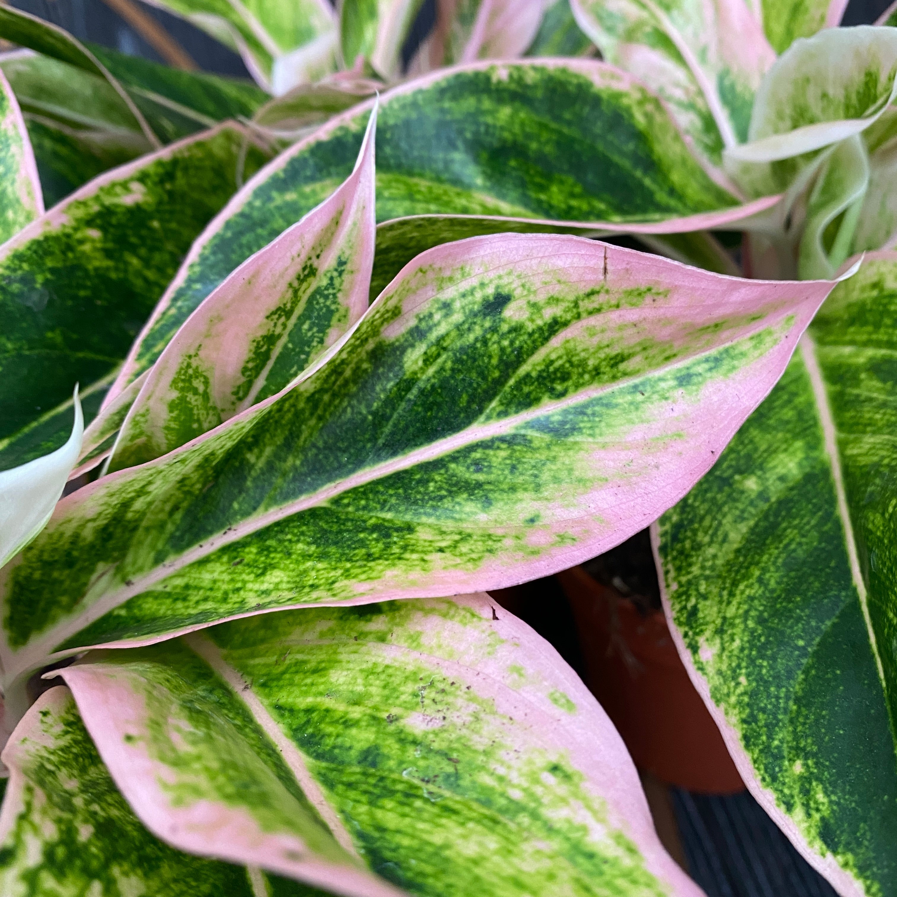 aglaonema siam aurora pink Aglaonema Siam Aurora Pink (Lipstick pink) D9 – Secret Garden Plant Shop