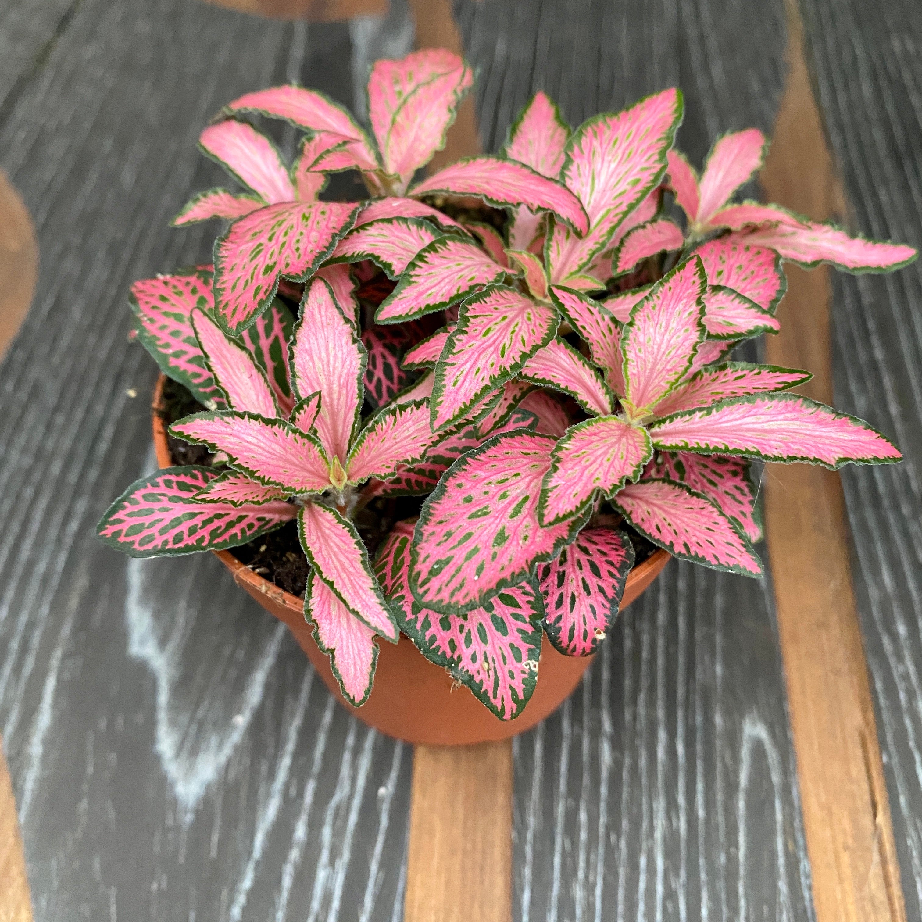 Fittonia Mosaic 'Pink Forest Flame', planta mozaic