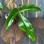 Philodendron Tripartitum
