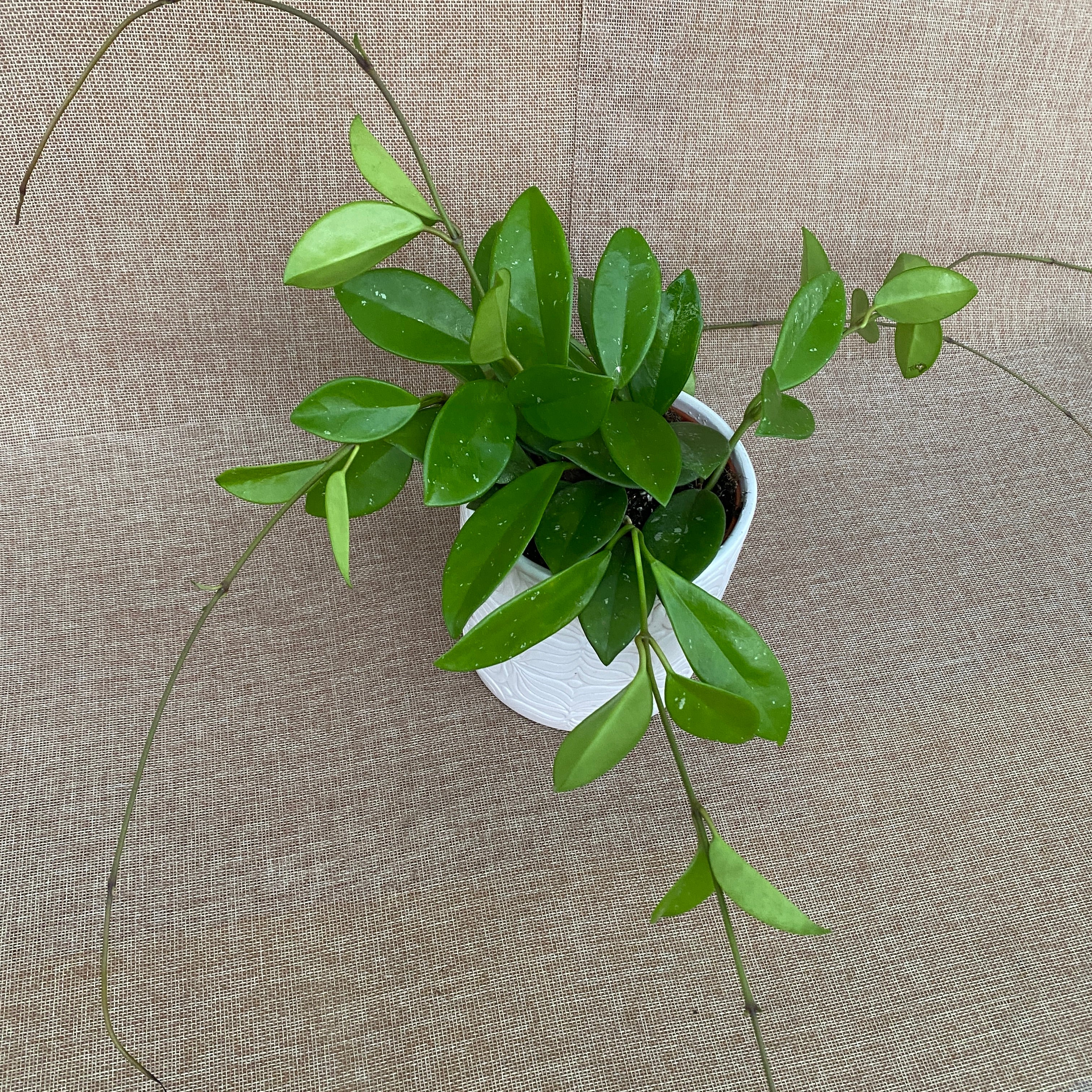 Hoya 'Green Ghost' - full pots!