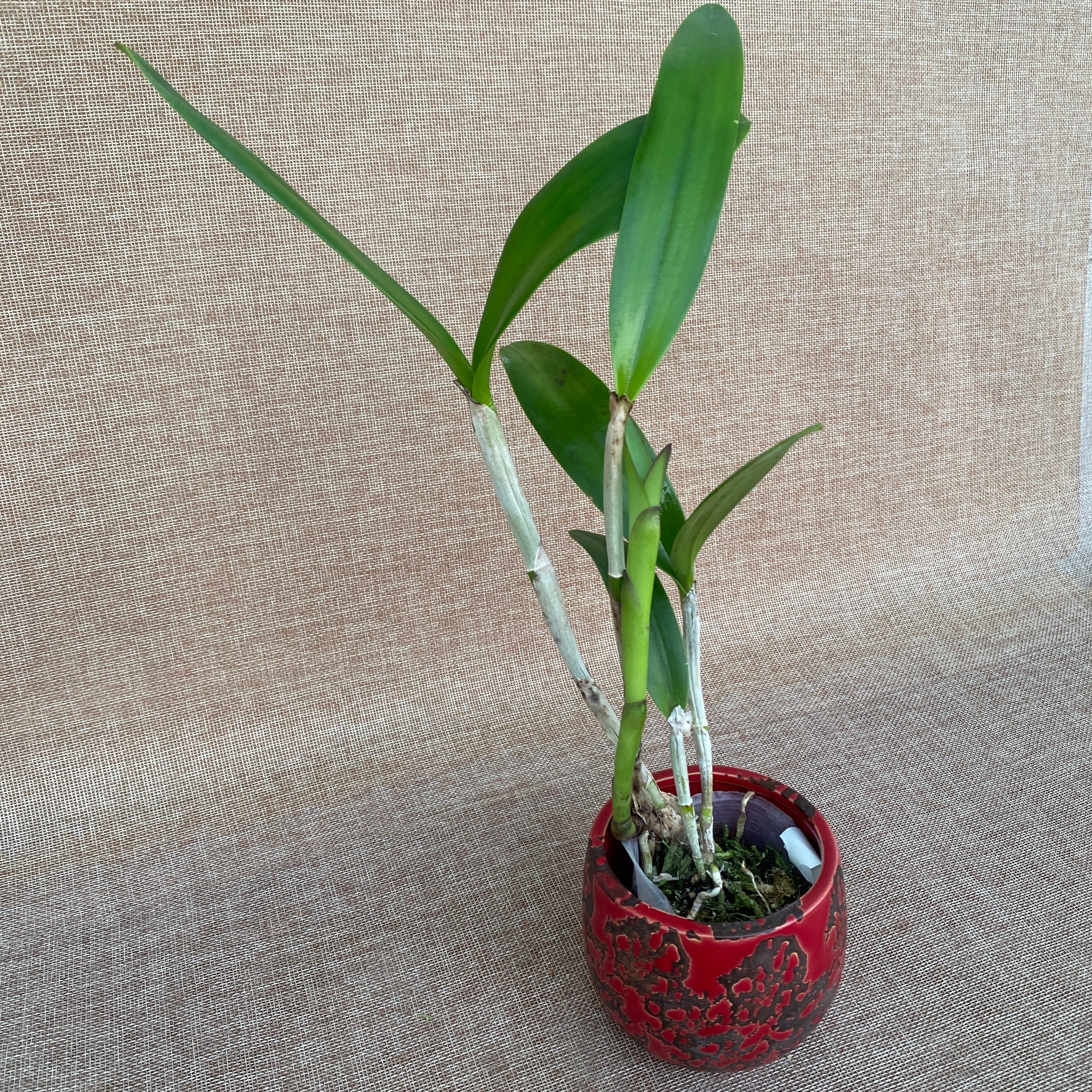 Ctt. Qing Ming Thirteen 'Red Grapes'