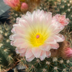 Notocactus x subluteus (submammulosus x roseoluteus)