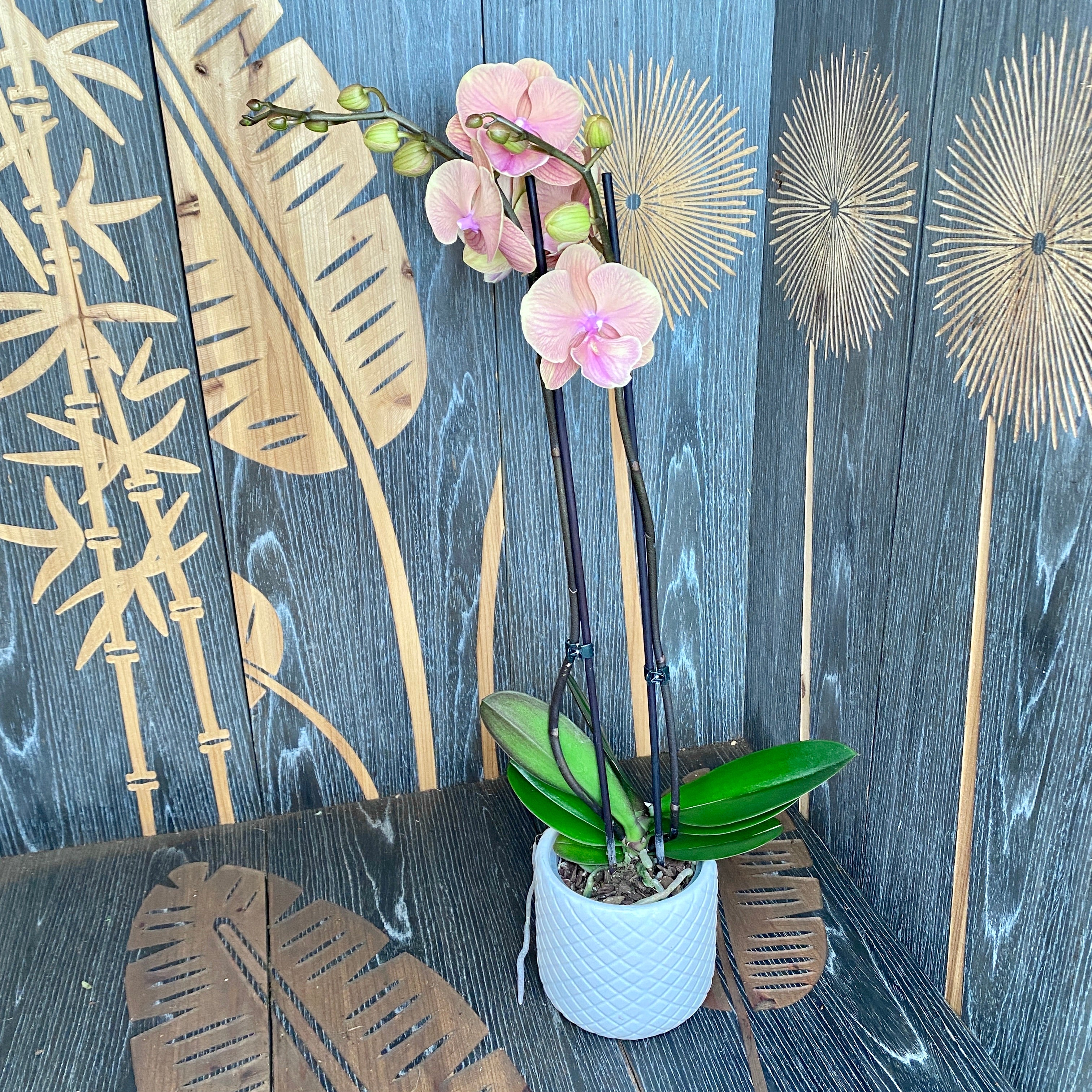 Phalaenopsis ‘Orange KizZ’ (big lip)