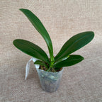 Phalaenopsis Lucky Leopard (peloric)