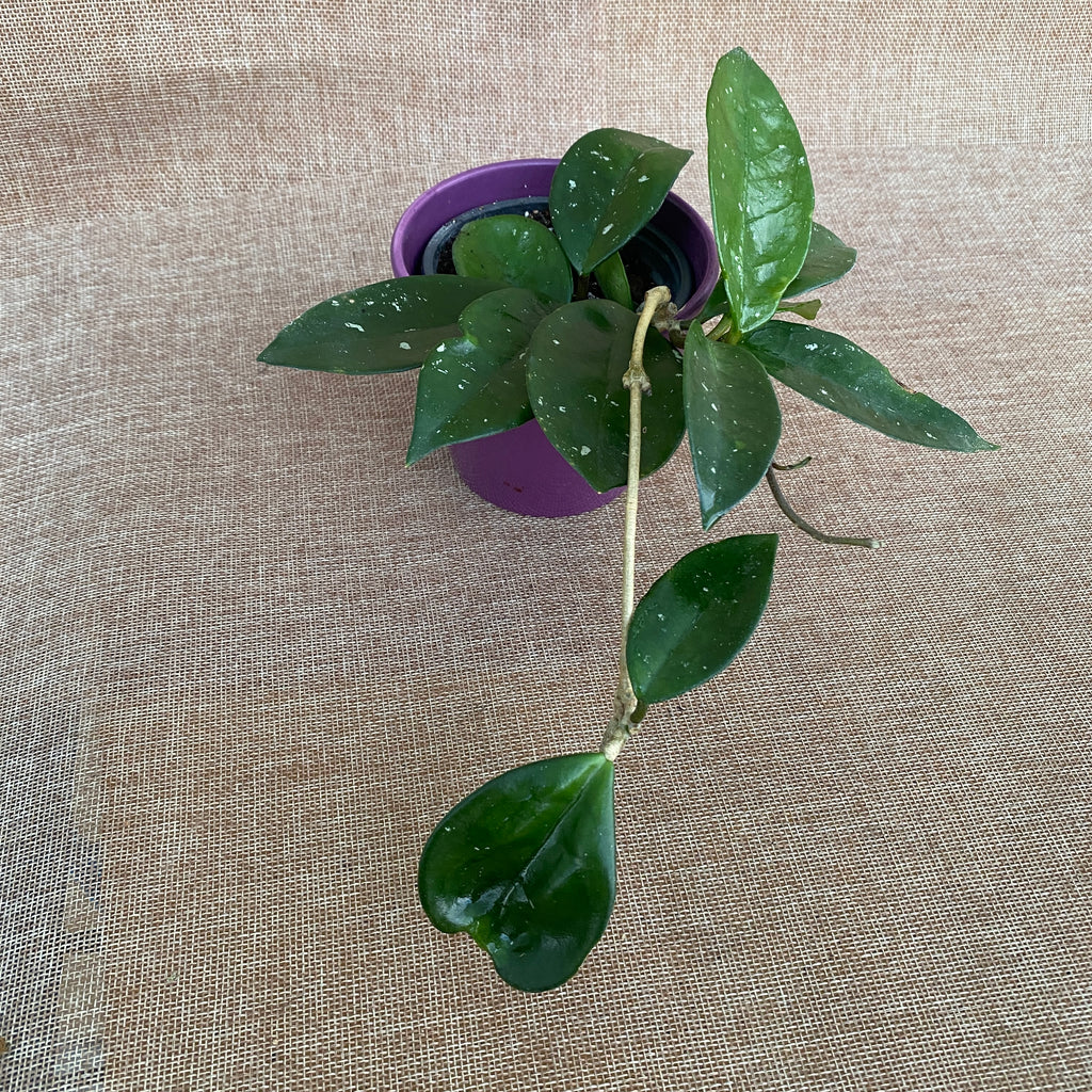 Hoya carnosa 'Hógolyó'