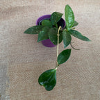 Hoya carnosa 'Snowball'