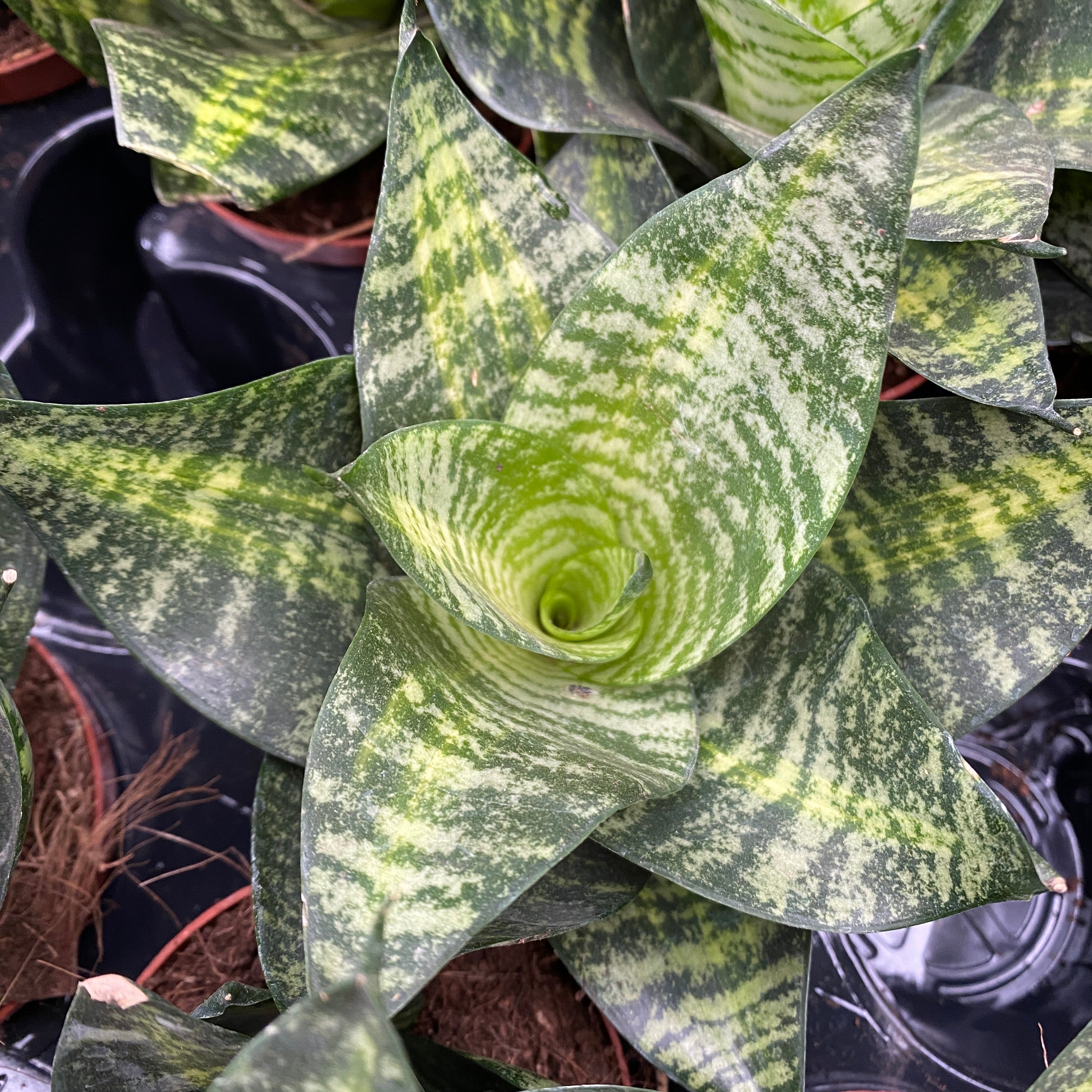 sansevieria tiger star Sansewieria 'Tiger star' – Secret Garden Plant Shop