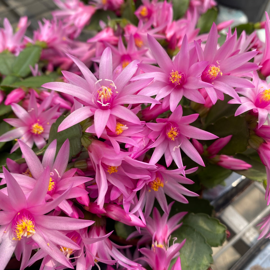 Rhipsalidopsis rosea ‘Pink Fire’ (fiore del cactus rosa)