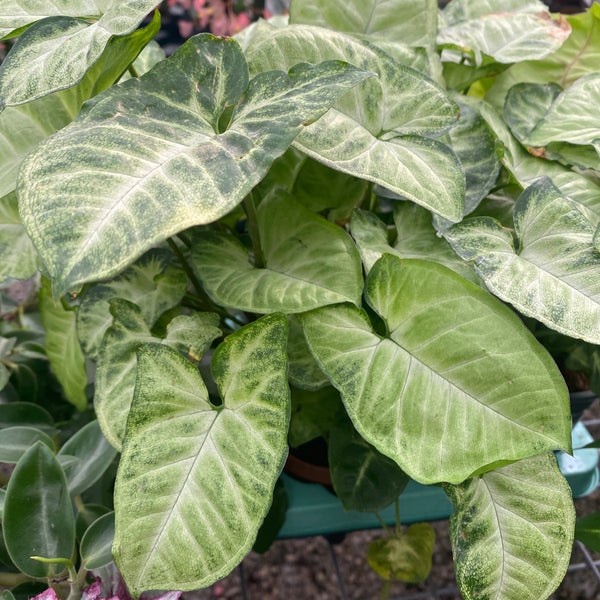 Syngonium 'White Butterfly'