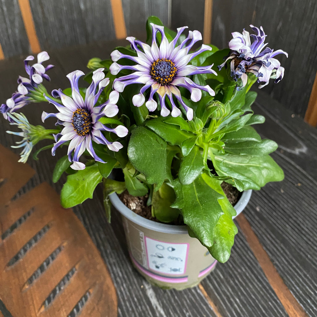Osteospermum 'Margarita Whit Spoon' (afrikanische Margerite)