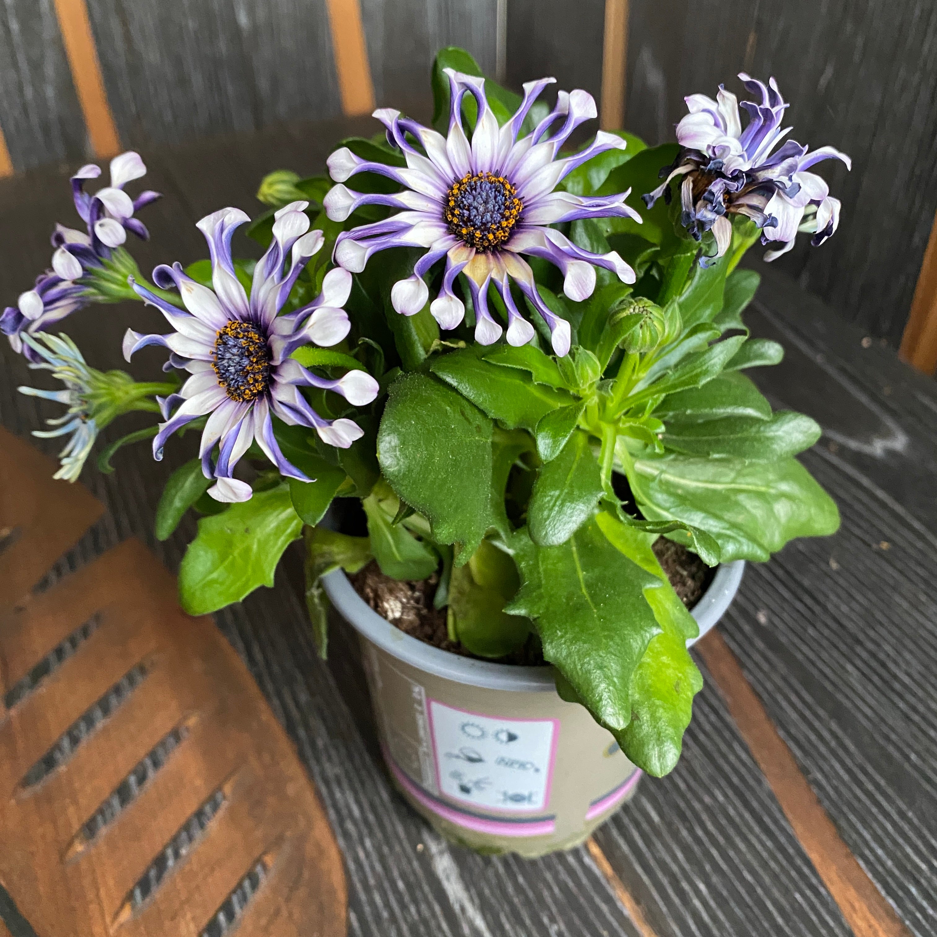 Osteospermum 'Margarita Whit Spoon' (margareta africana)