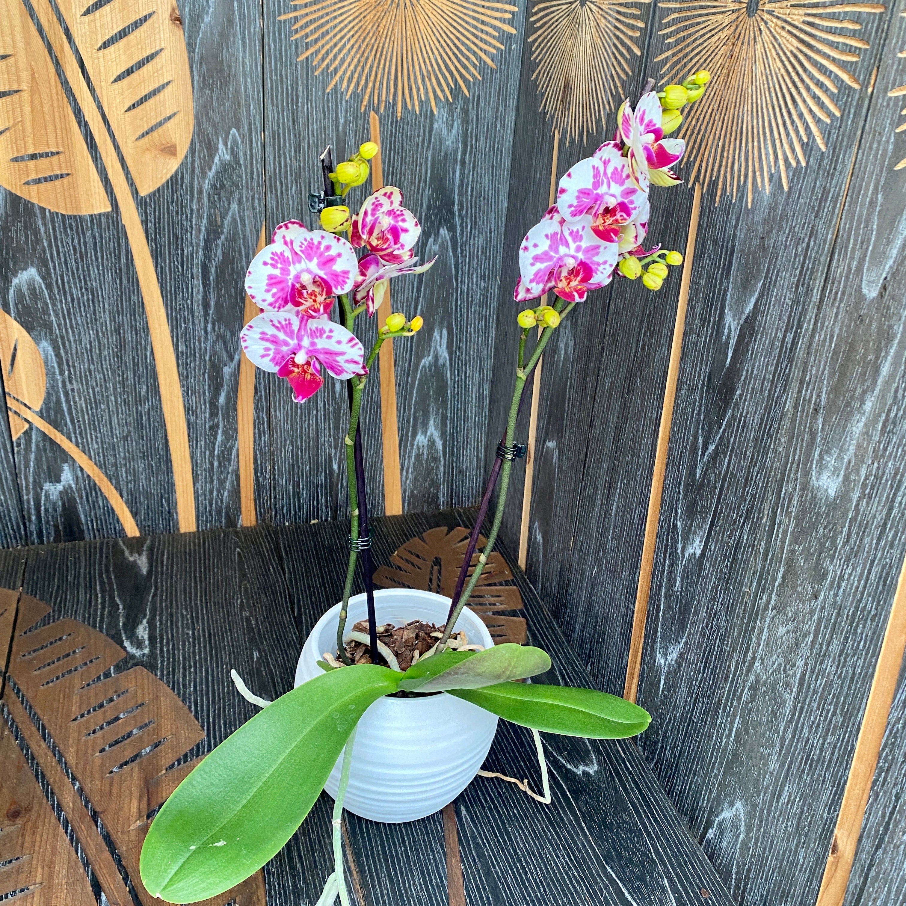 Phalaenopsis 'Limited #16'