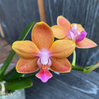 Phalaenopsis Pingtung Bronze Age - voskové vonné květy