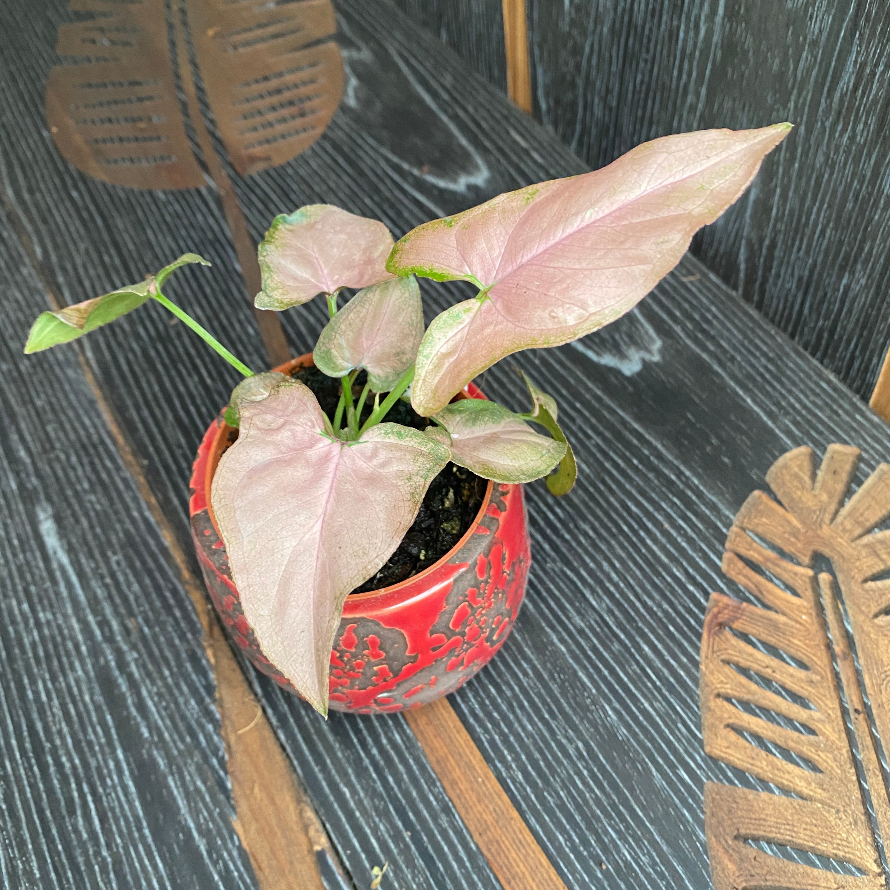 Syngonium Pink Allusion (babyplant)