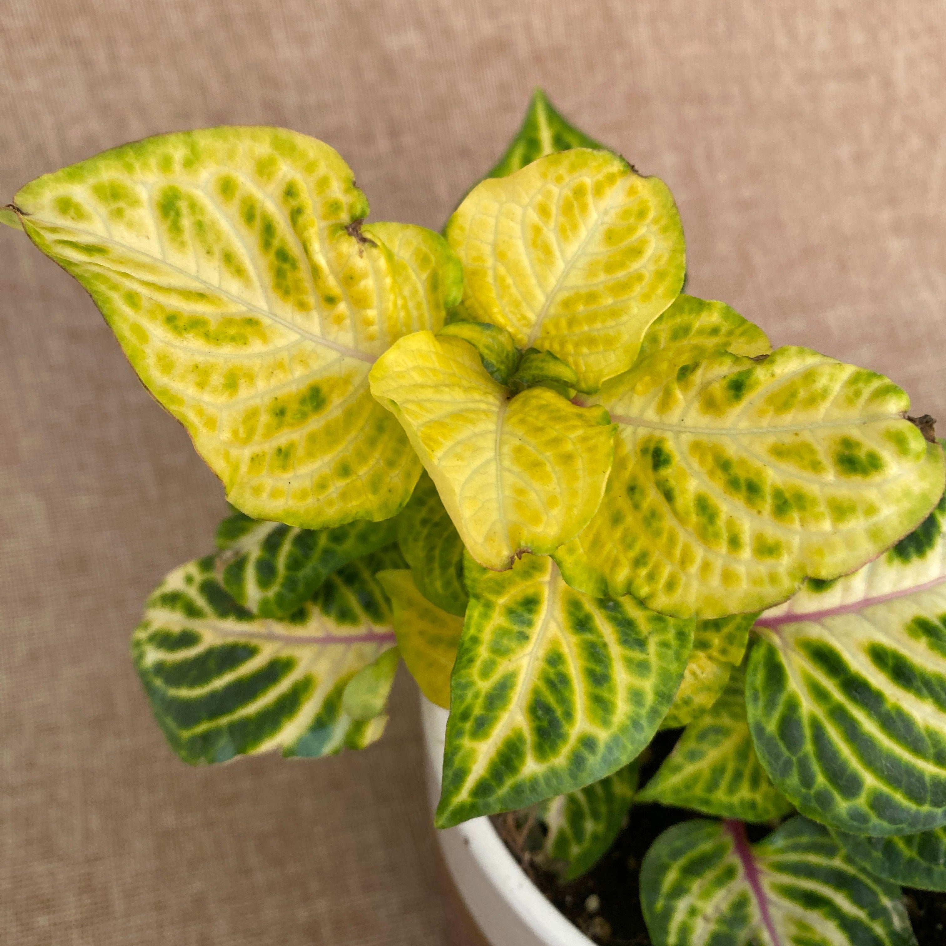 Iresine herbstii 'Gold Star' (Beefsteak Plant) D12