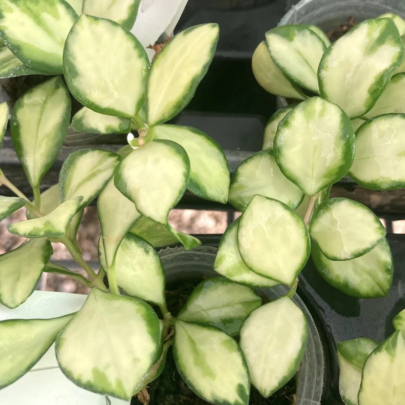 Hoya heuschkeliana 'Variegata'