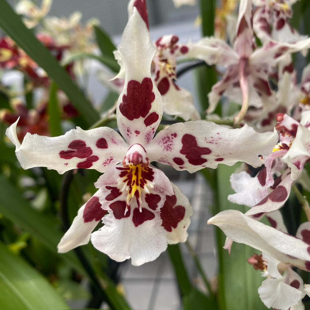 Odontoglossum Anne Claire D9 - fiori profumati