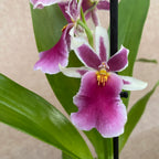 Goodaleara Tahitien hybride * parfumée