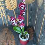 Phalaenopsis Allura Santa Claus (veľké pysky)