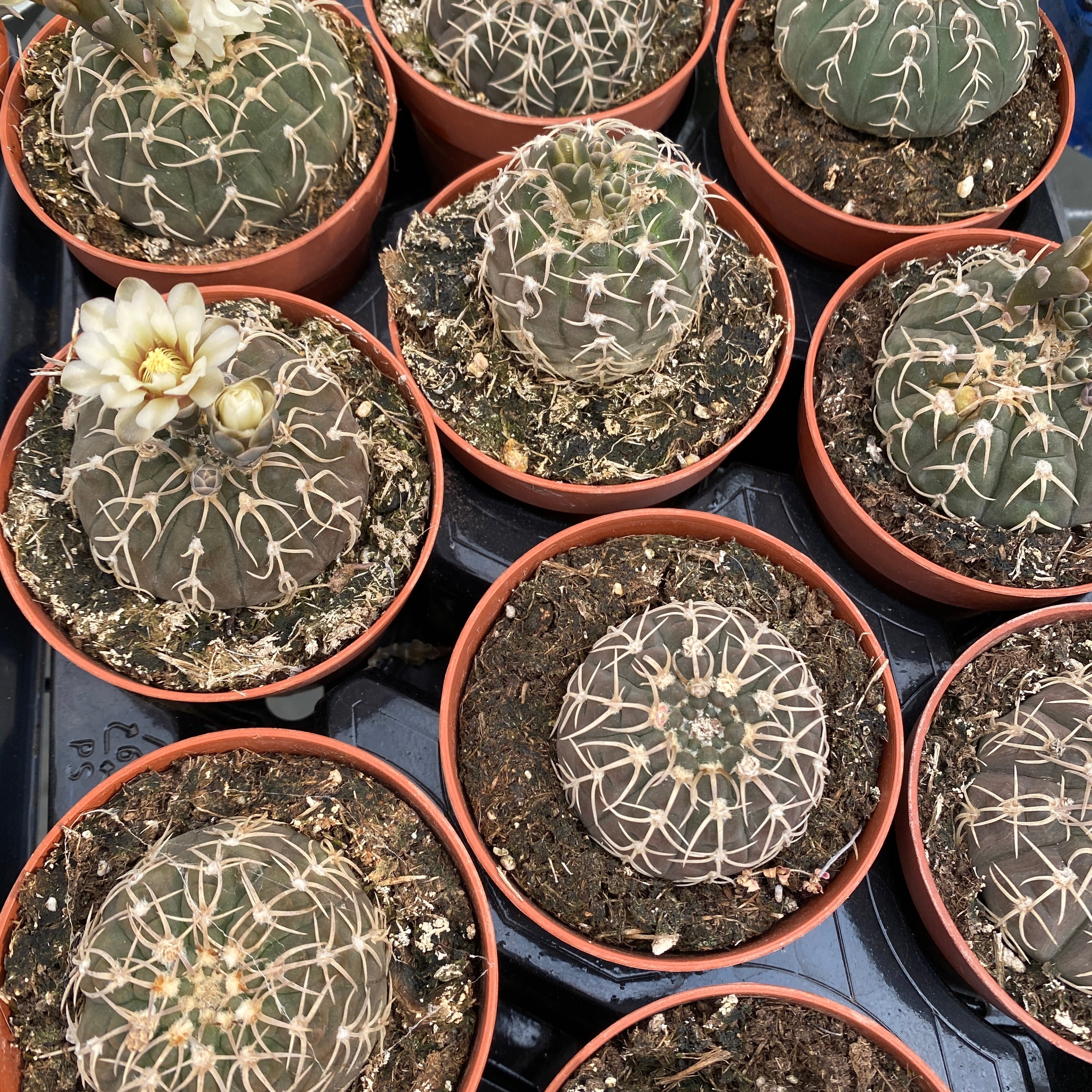 Gymnocalycium Stellatum D8