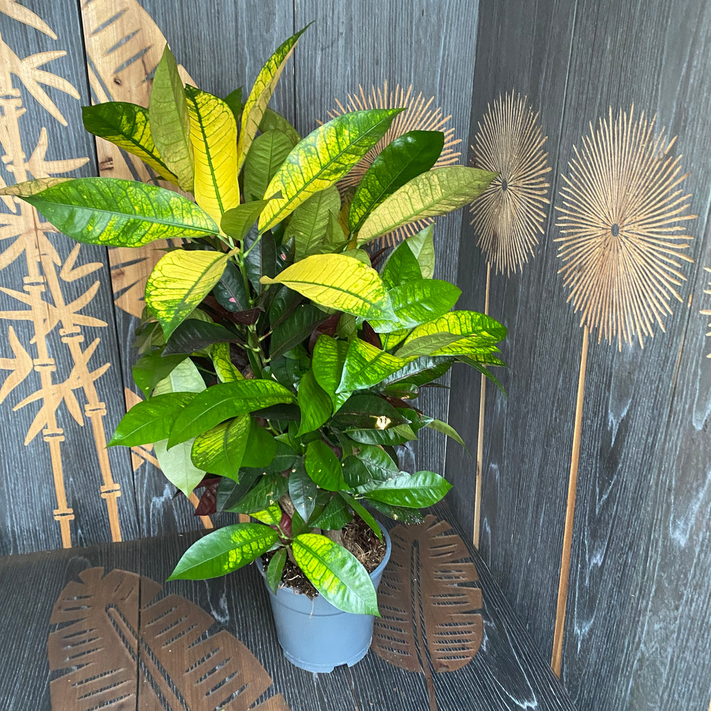Croton Codiaeum variegatum 'Mrs Iceton'