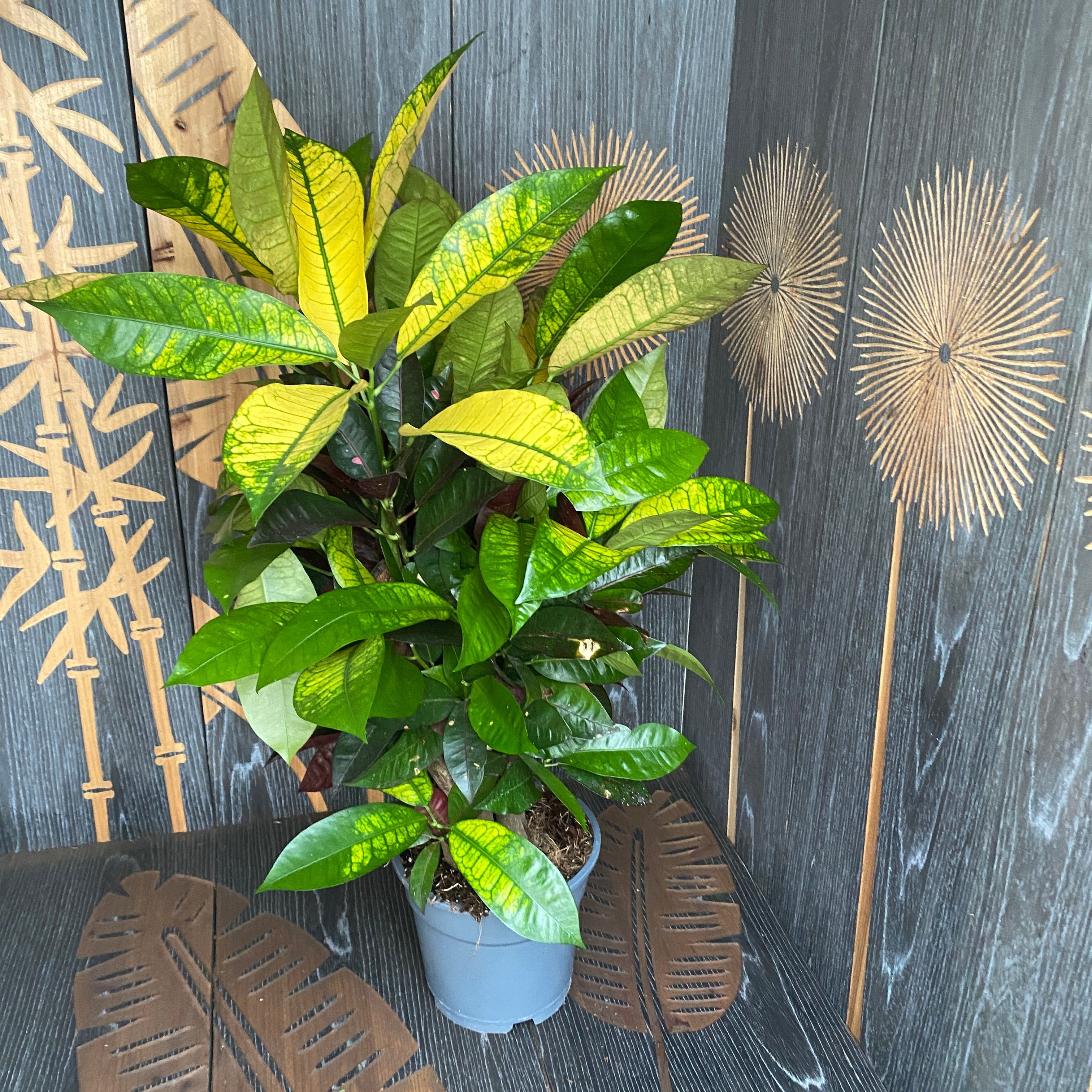 Croton Codiaeum variegatum 'Mrs Iceton'