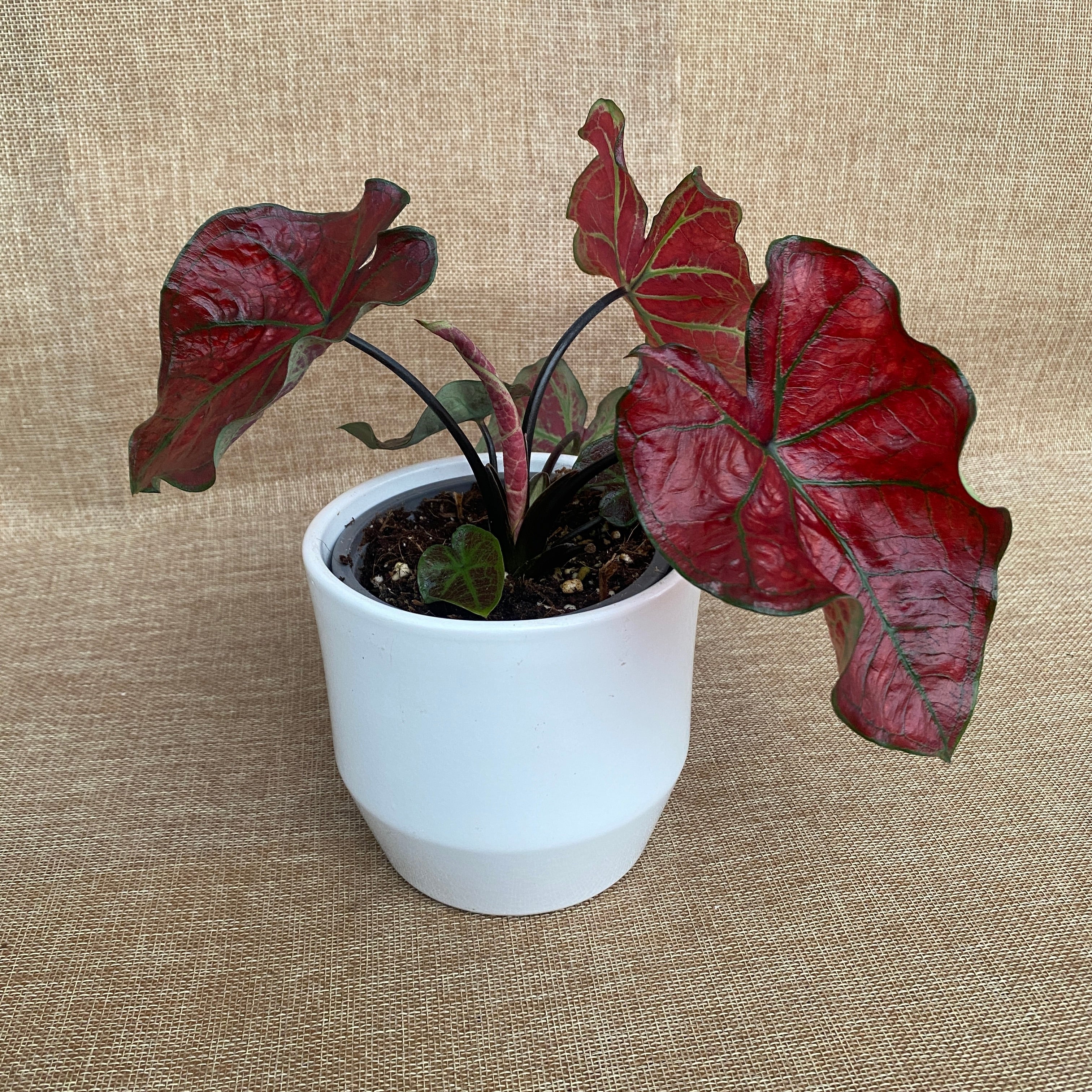 Caladium 'Valentina'