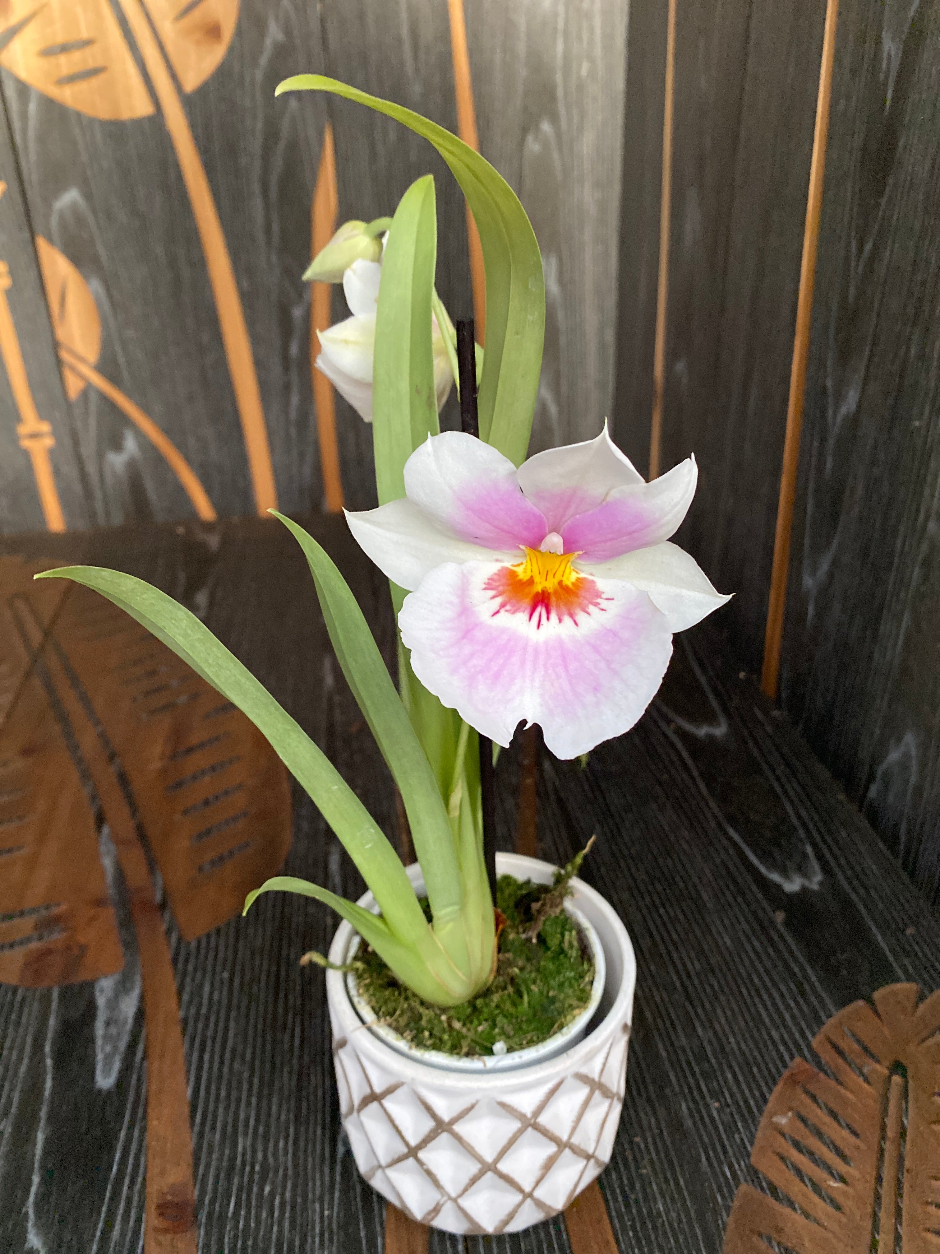 Miltoniopsis Linda Lingle ‘Kai’aina’ duftend