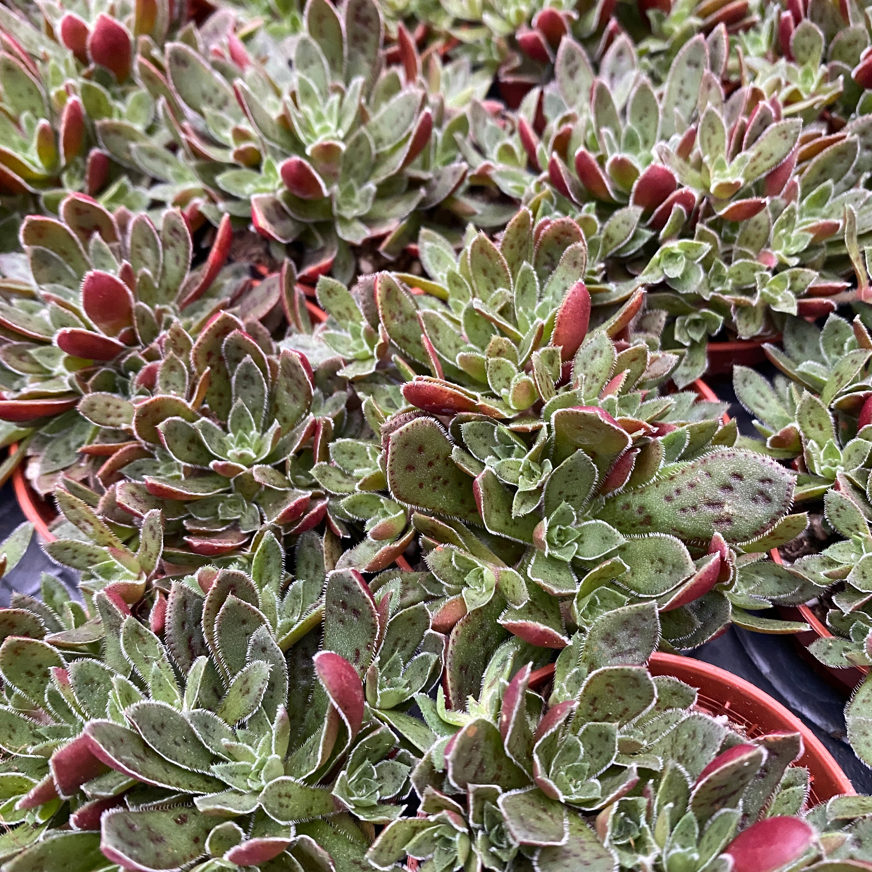 Crassula Schmidtii