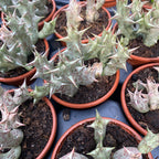 Stapelia orbea decaisneana - sheriffens stjärna