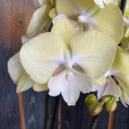 Phalaenopsis Yellow Bridge (big lip)