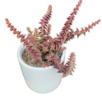 Crassula exilis subsp. cooperi