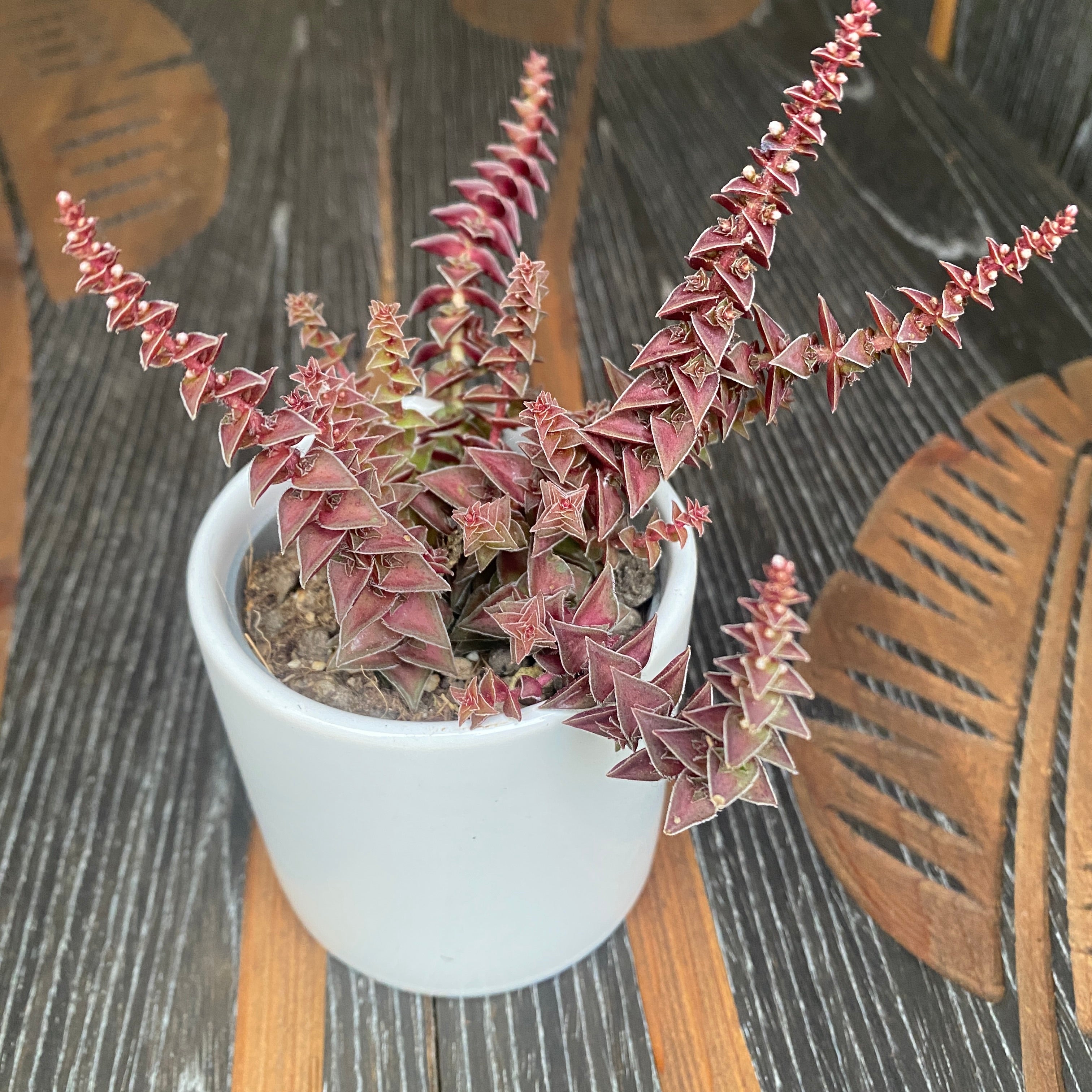 Crassula exilis subsp. cooperi