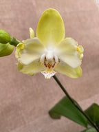 Phalaenopsis Younghome Green Dancer '519' (peloric)