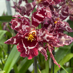 Odontioda Stirbic 'Favorite'